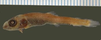 Media type: image; Ichthyology 159344